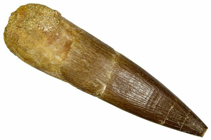 Fossil Plesiosaur (Zarafasaura) Tooth - Morocco #369971